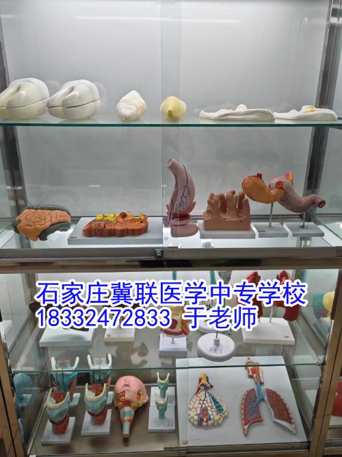 石家莊冀聯(lián)醫(yī)學(xué)中等專(zhuān)業(yè)學(xué)校2024年報(bào)名人數(shù)